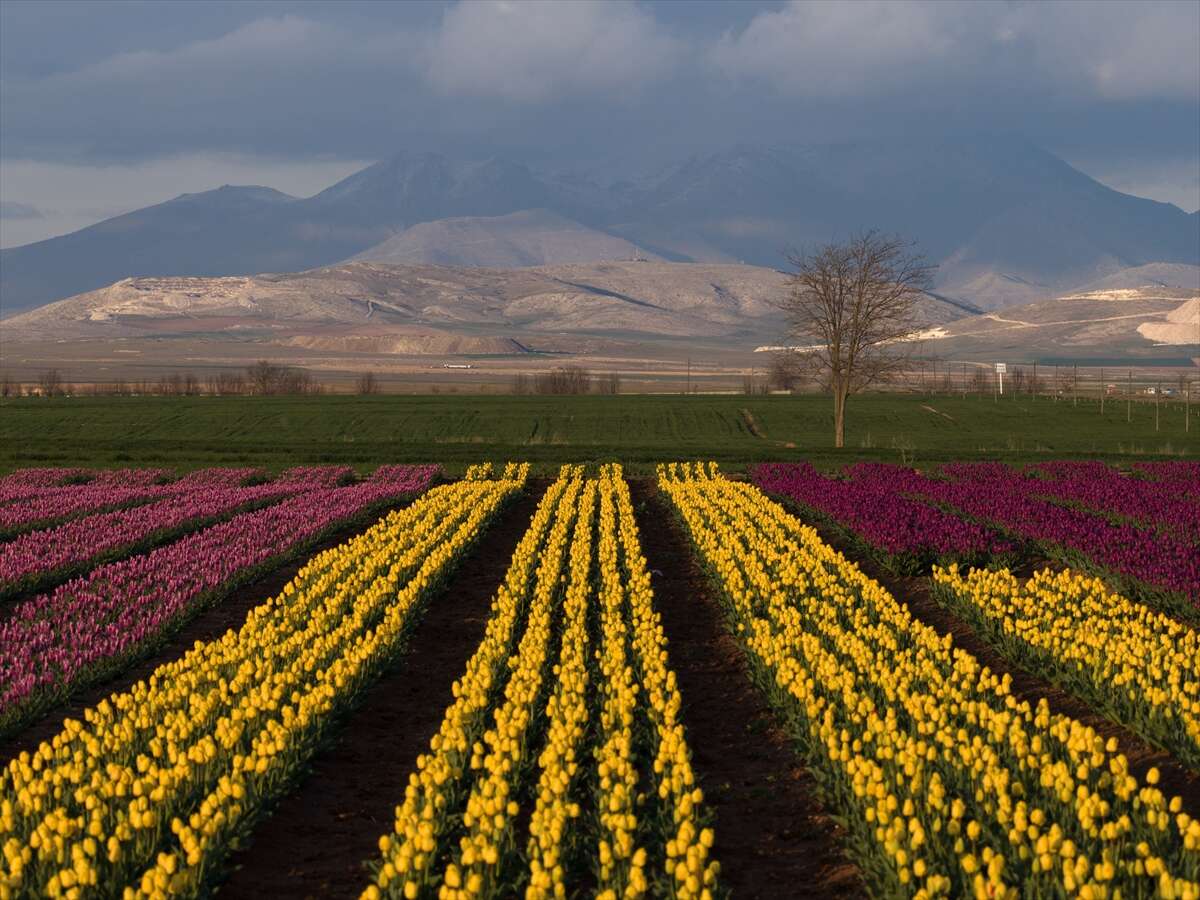 Konya’dan günübirlik kaçanlar çok! Ünlü lale cenneti ziyaretçilerini bekliyor 7